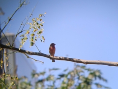 Haemorhous mexicanus