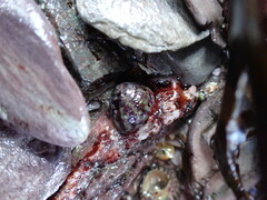 Steromphala umbilicalis