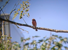 Haemorhous mexicanus