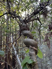 Lonicera hispidula