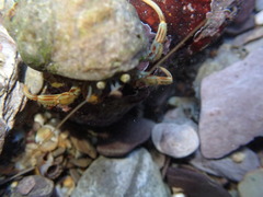 Pagurus bernhardus