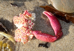 Taliepus nuttallii