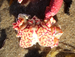 Taliepus nuttallii