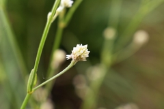 Pfaffia glomerata