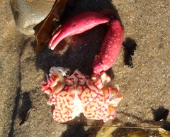 Taliepus nuttallii