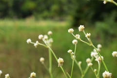 Pfaffia glomerata