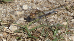 Sympetrum striolatum