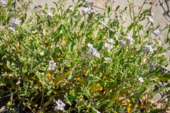 Cakile maritima