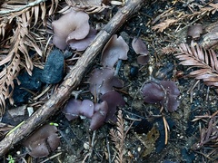 Geoscypha violacea