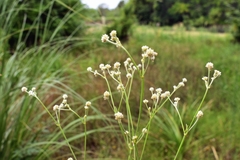 Pfaffia glomerata