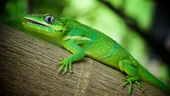 Anolis equestris