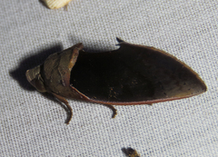 Gonodonta