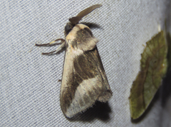 Mesoscia dumilla