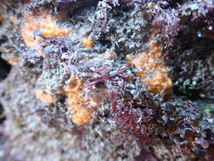 Halichondria panicea