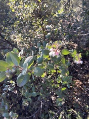 Arctostaphylos morroensis
