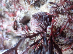 Calliostoma zizyphinum
