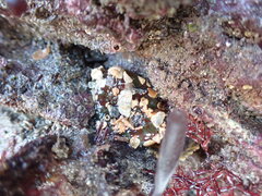 Urticina felina