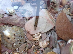 Nerophis lumbriciformis