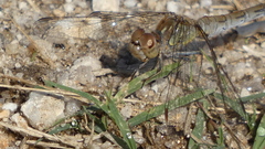 Sympetrum striolatum