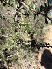 Ceanothus cuneatus