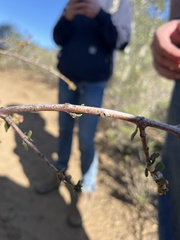 Ceanothus cuneatus