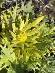 Sanicula arctopoides