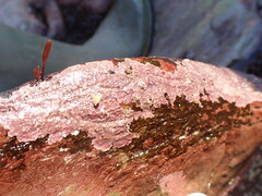 Mesophyllum lichenoides