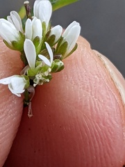 Cardamine hirsuta