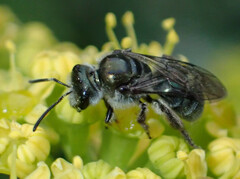 Lasioglossum viride
