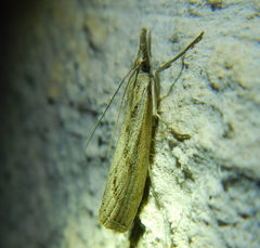 Agriphila