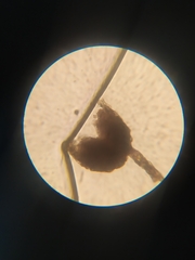 Licea erecta