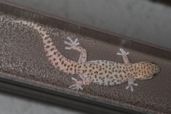 Pachydactylus capensis