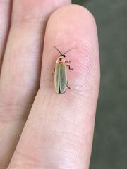 Photinus marginellus