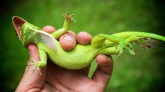 Anolis equestris