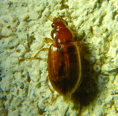 Harpalinae