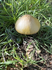 Agrocybe pediades