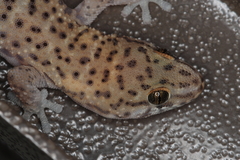 Pachydactylus capensis