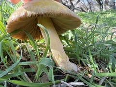 Agrocybe pediades