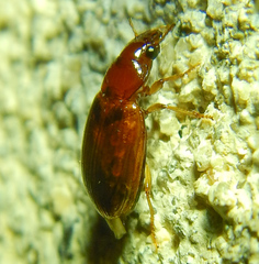 Harpalinae