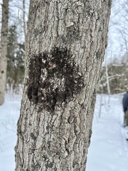 Frullania