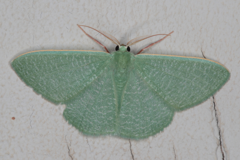 Prasinocyma vermicularia