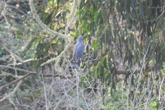 Columba bollii
