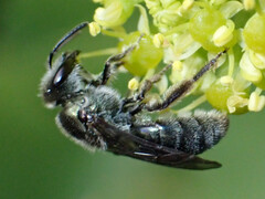 Lasioglossum viride