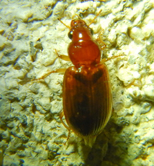 Harpalinae