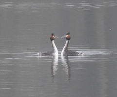 Podiceps cristatus