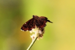 Zabuella tinea