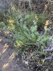 Eriophyllum confertiflorum