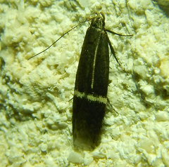 Gelechiidae