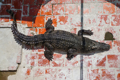 Crocodylus siamensis