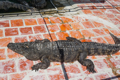 Crocodylus siamensis